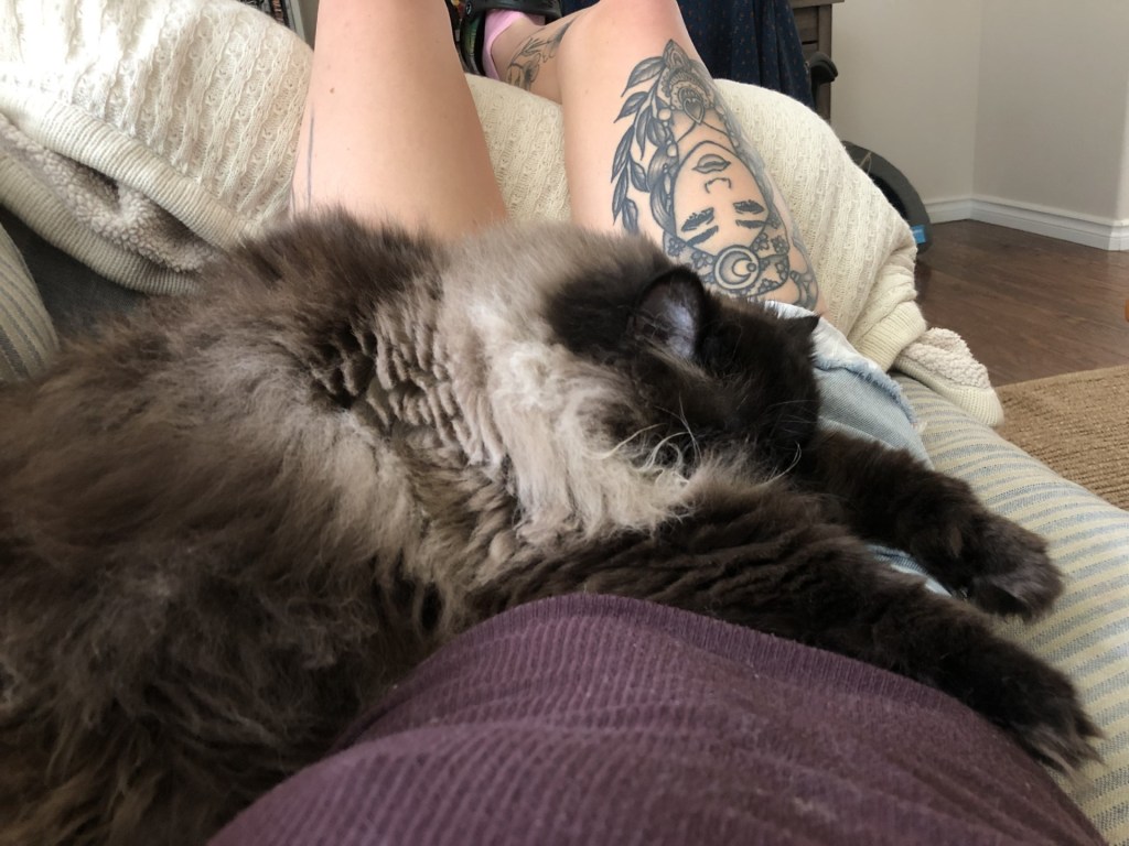 My cat Alfredo